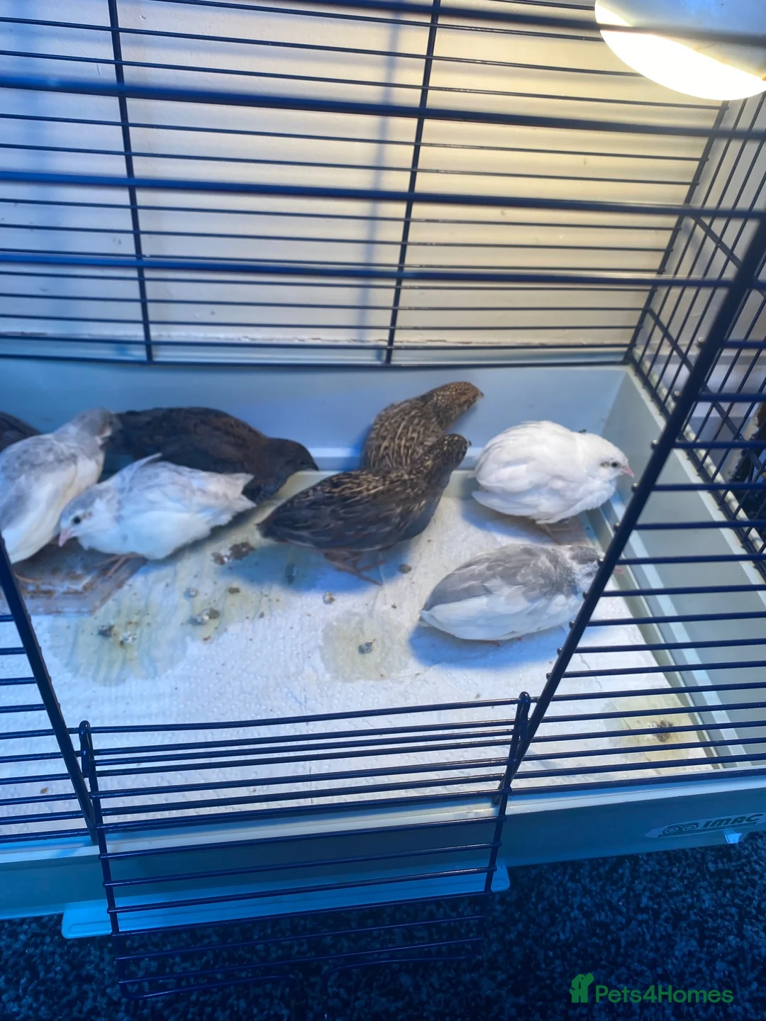 Quail poultry for sale: 3male 5female quail come from very fertile parents in Birmingham - Advert 2