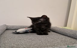 Mixed Breed cats for sale: Last kitty for sale!  - Advert 27