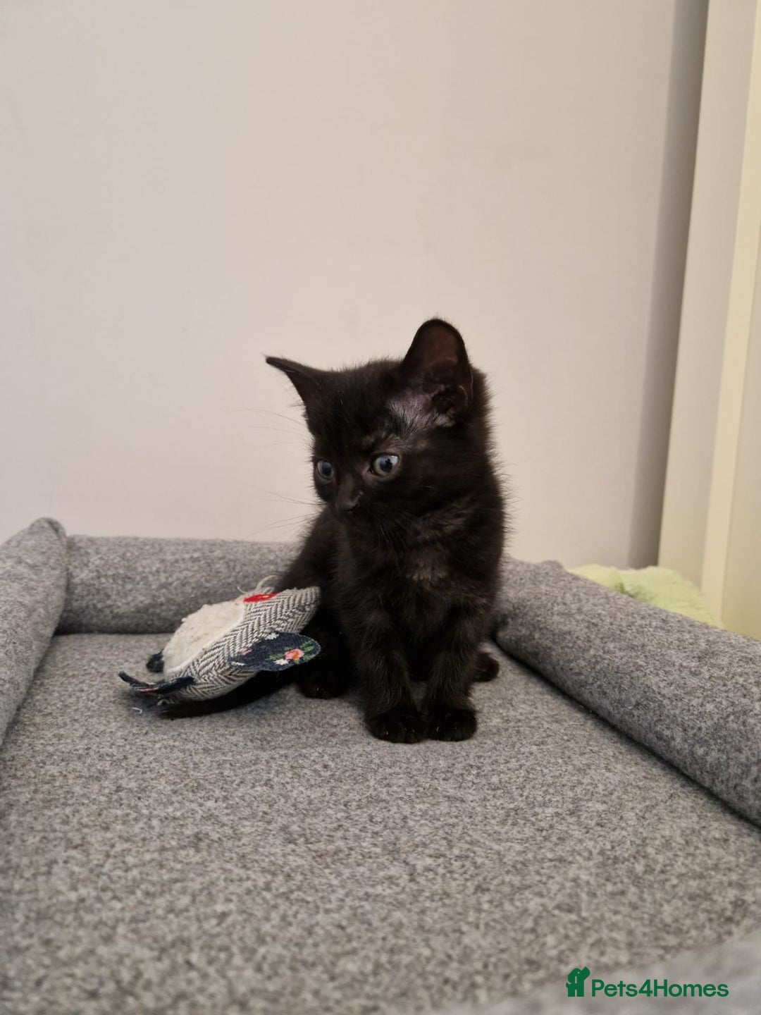 Mixed Breed cats for sale: Last kitty for sale!  - Advert 27