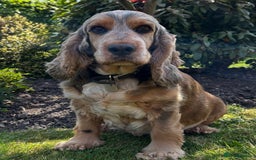Cocker Spaniel dogs for sale: Show Type 🐾Health Tested 🐾Champion KC lines - Image 1