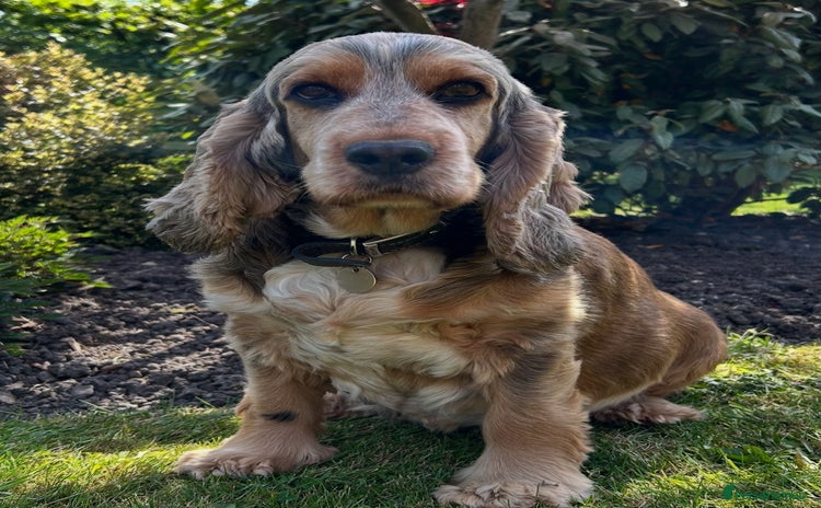 Cocker Spaniel dogs - Advert 9