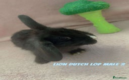Mini Lion Lop rabbits for sale: Lion dutch lops - Image 12