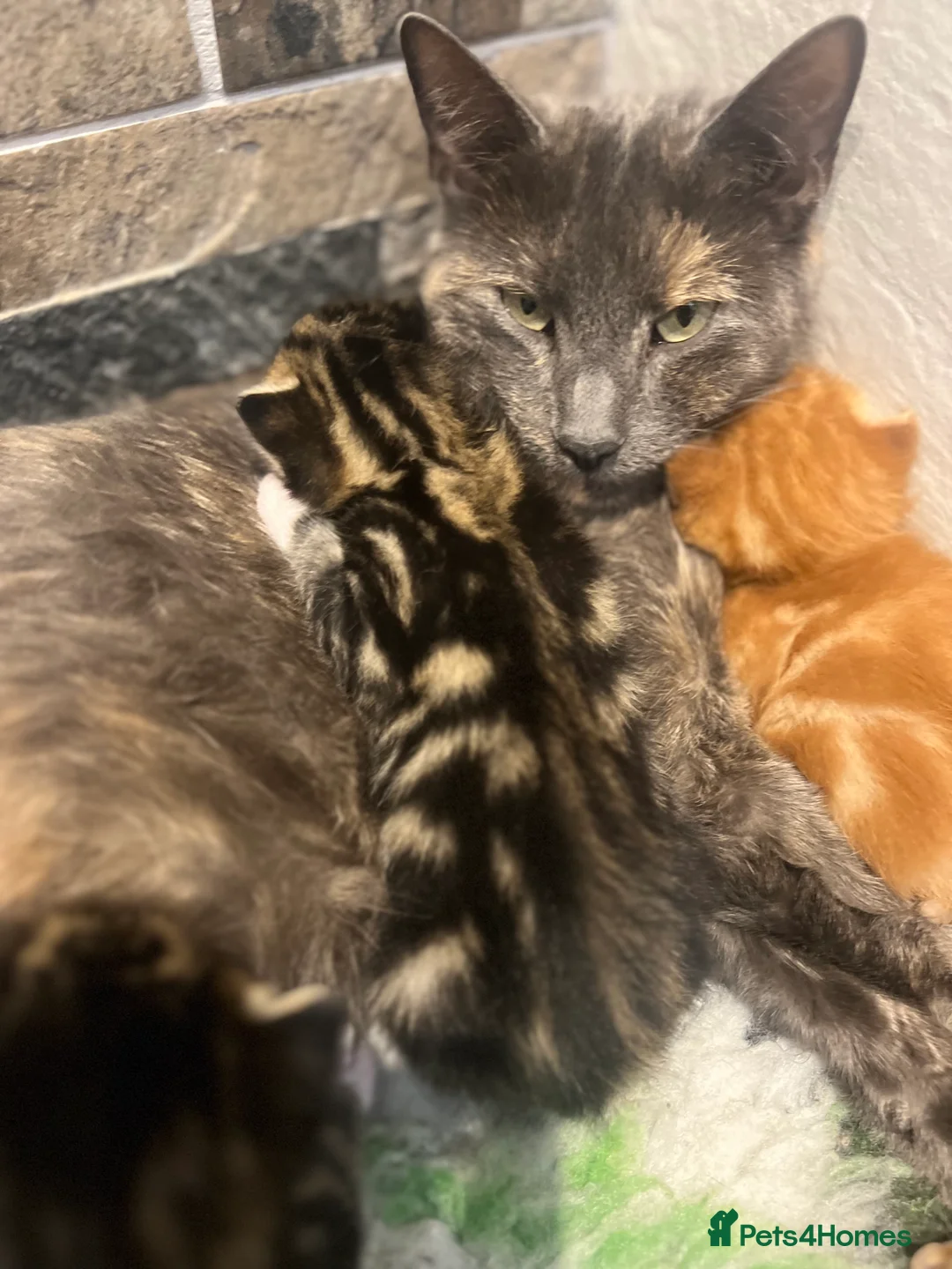 Mixed Breed cats for sale: READY TO RESERVE   in Southampton - Advert 7