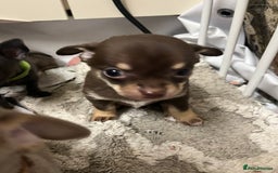 Chihuahua dogs for sale: Chihuahua teacups - Image 4