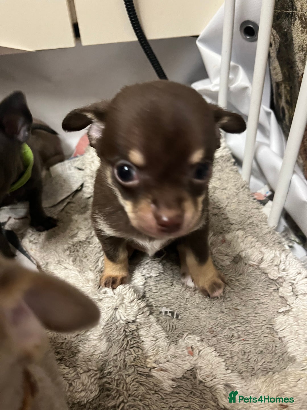 Chihuahua dogs for sale: Chihuahua teacups - Image 4