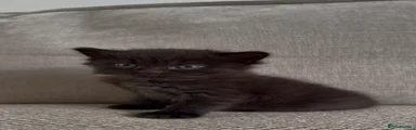 British Shorthair 1 