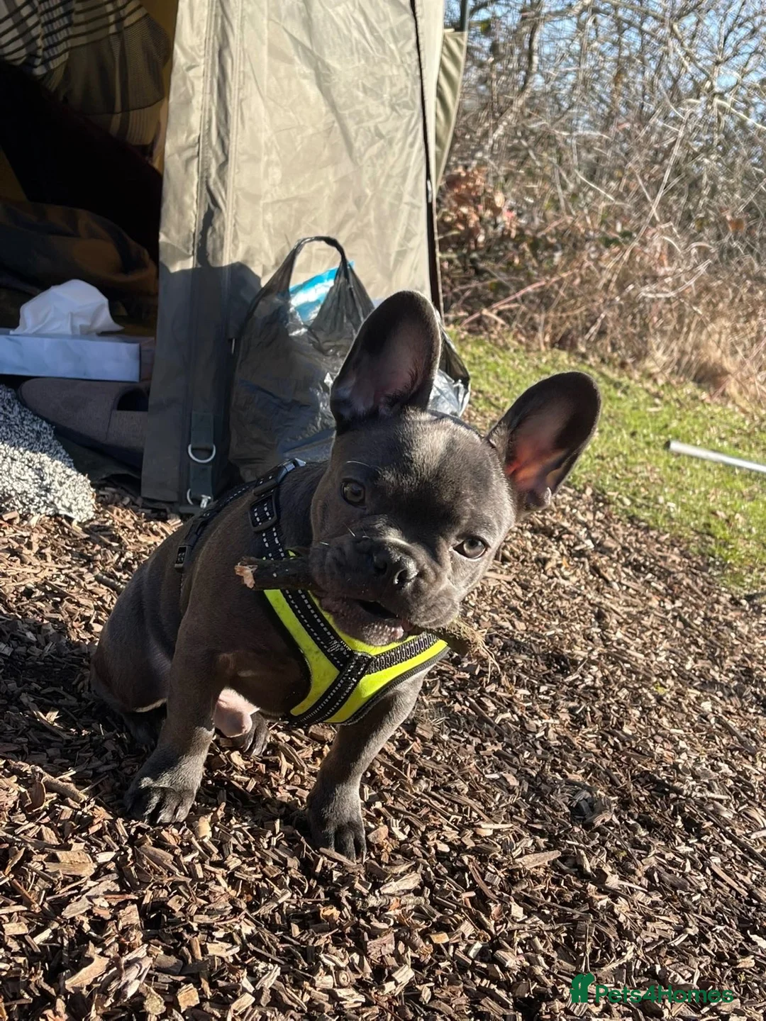 French Bulldog dogs for sale: Beautiful 3 year old French Bulldog Male in Wolverhampton - Advert 2