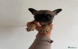 Frug dogs for sale: 3/4 Frenchie 1/4 pug puppies for sale  - Image 2