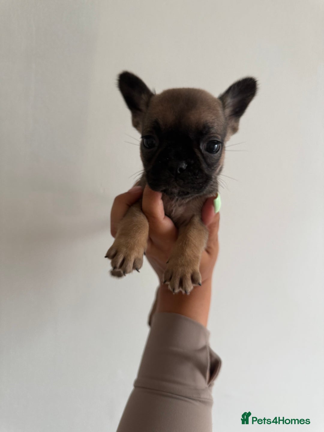 Frug dogs for sale: 3/4 Frenchie 1/4 pug puppies for sale  - Image 2