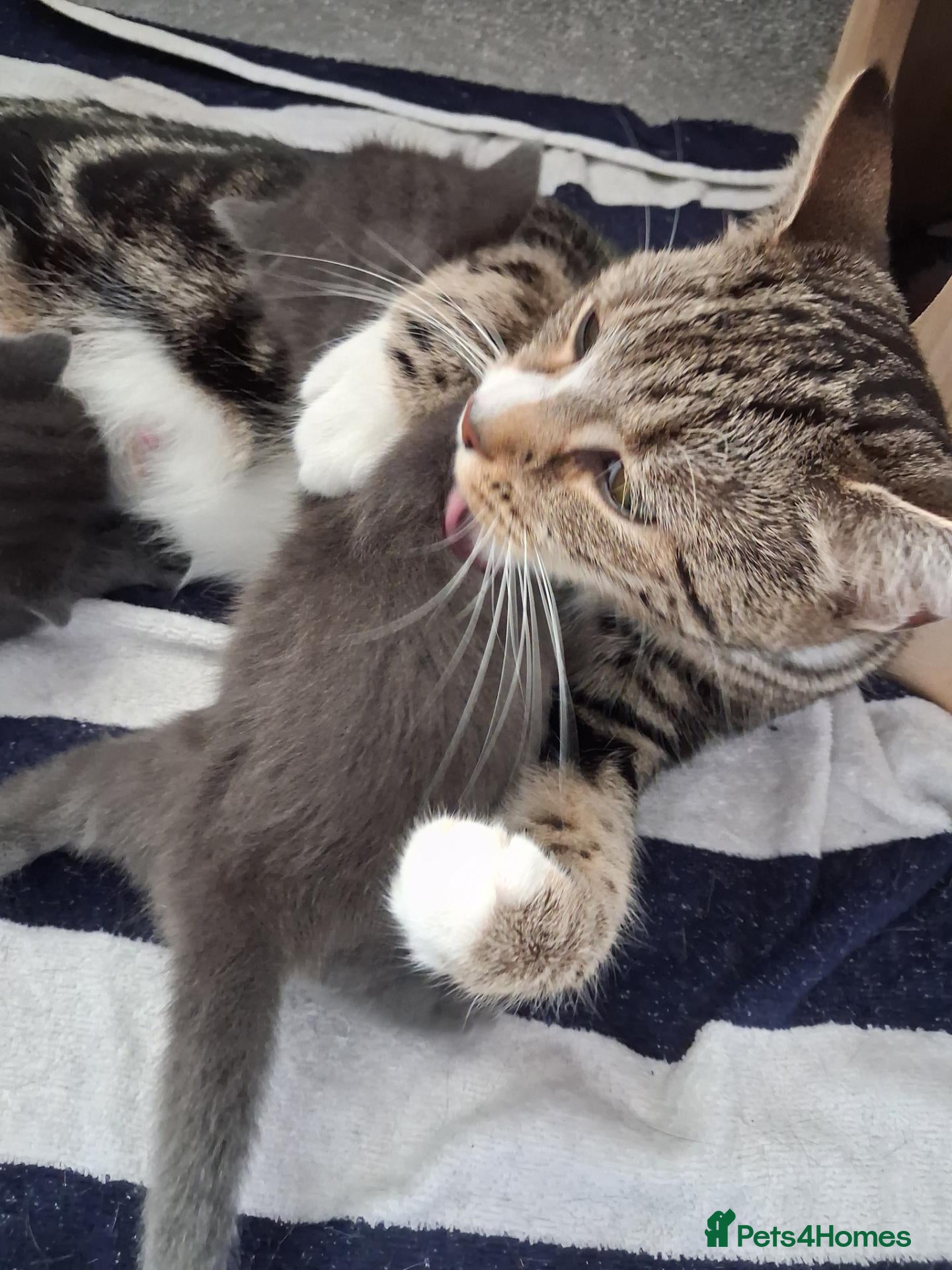 Mixed Breed cats Kittens mixed tabby - Advert 2
