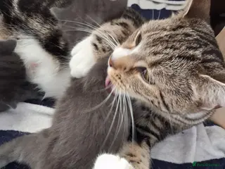 Mixed Breed cats Kittens mixed tabby - Advert 3