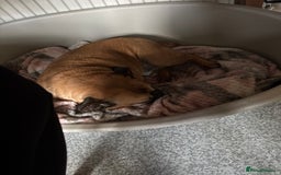 Mixed Breed dogs for sale: Frenchie  - Image 1