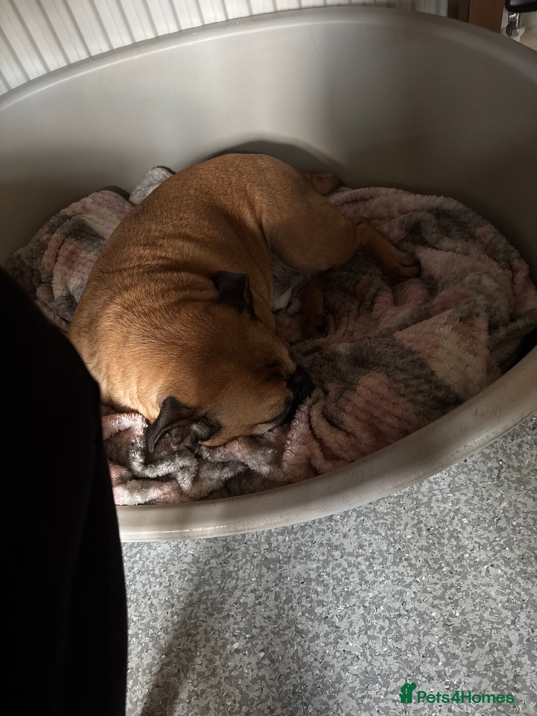 Mixed Breed dogs for sale: Frenchie  - Image 1