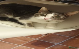 British Shorthair cats for sale: Bluebell is looking for a forever home - Image 1
