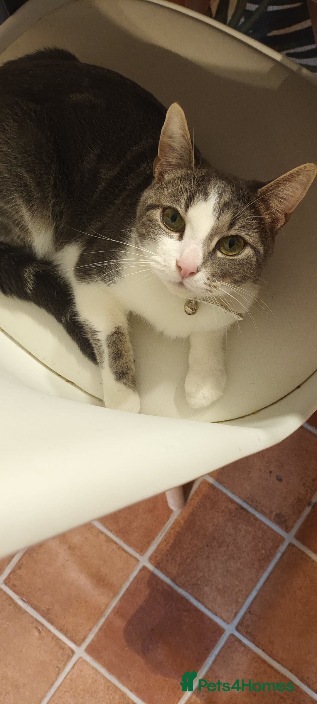 British Shorthair cats for sale: Bluebell is looking for a forever home - Image 1