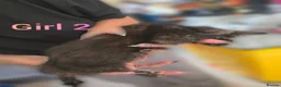 Mixed Breed cats for sale: 2 female torties - Advert 8
