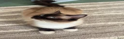 Mixed Breed cats for sale: Ragdoll mix kittens ready 17/8 in Stoke-on-Trent - Advert 18