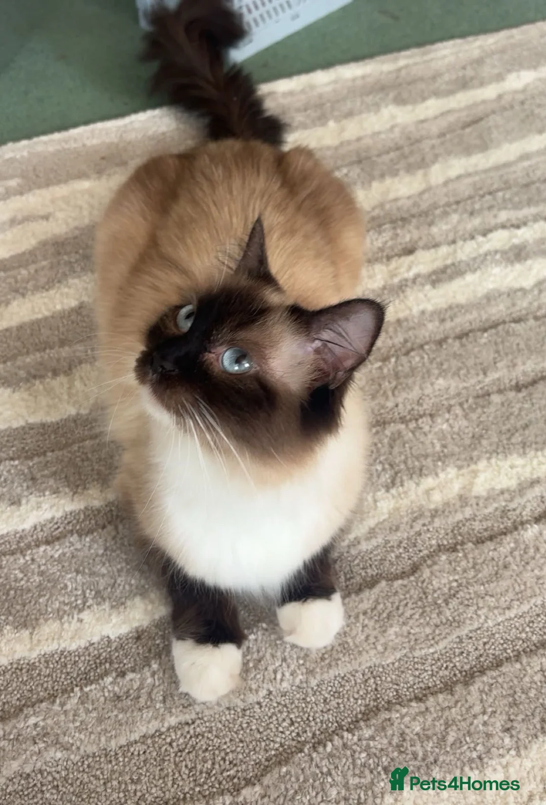 Mixed Breed cats for sale: Ragdoll mix kittens ready 17/8 in Stoke-on-Trent - Advert 18