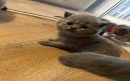 British Shorthair cats for sale: BEAUTIFUL BRITISH SHORTHAIR KITTENS - Image 5