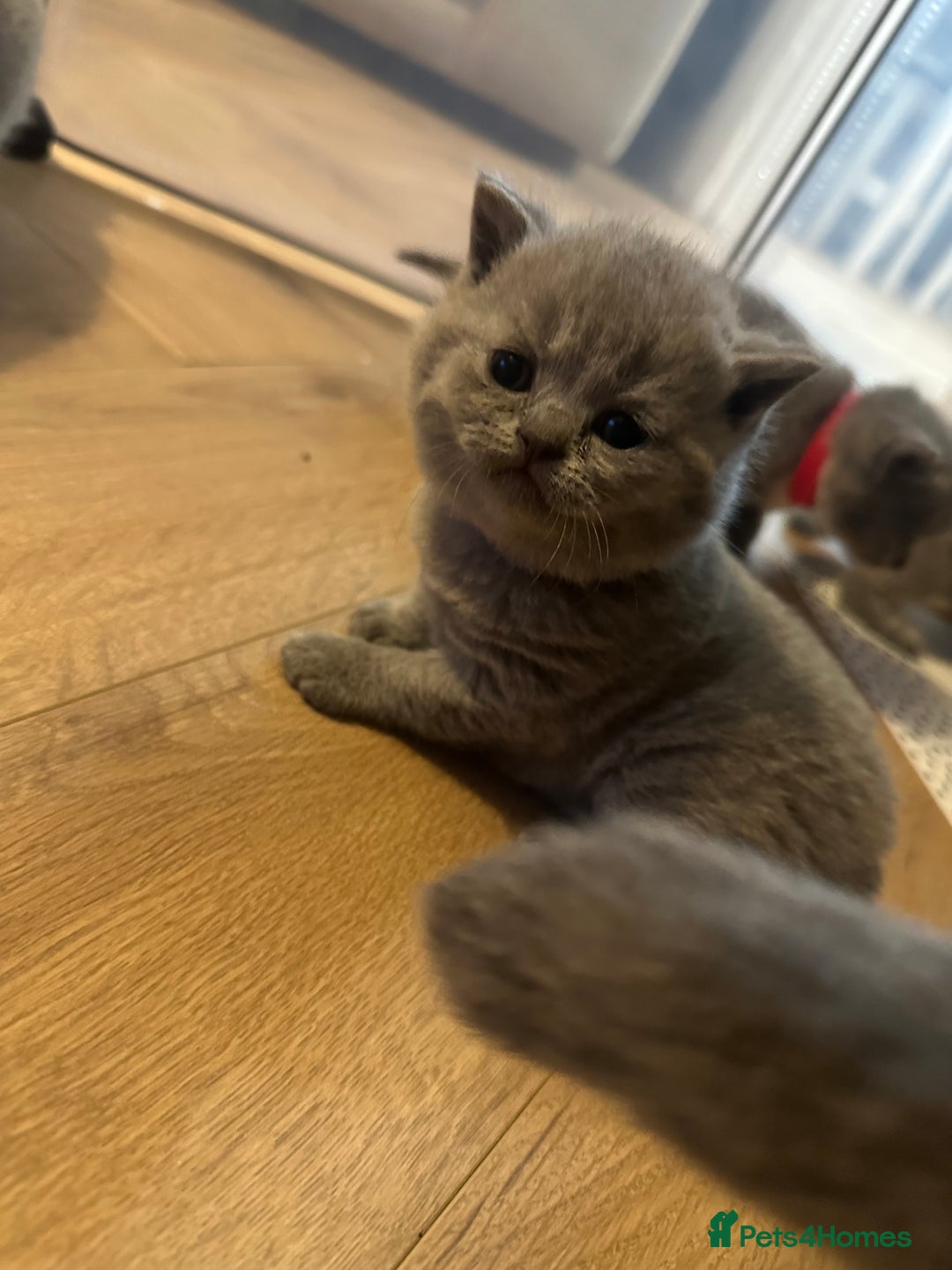 British Shorthair cats for sale: BEAUTIFUL BRITISH SHORTHAIR KITTENS - Image 5