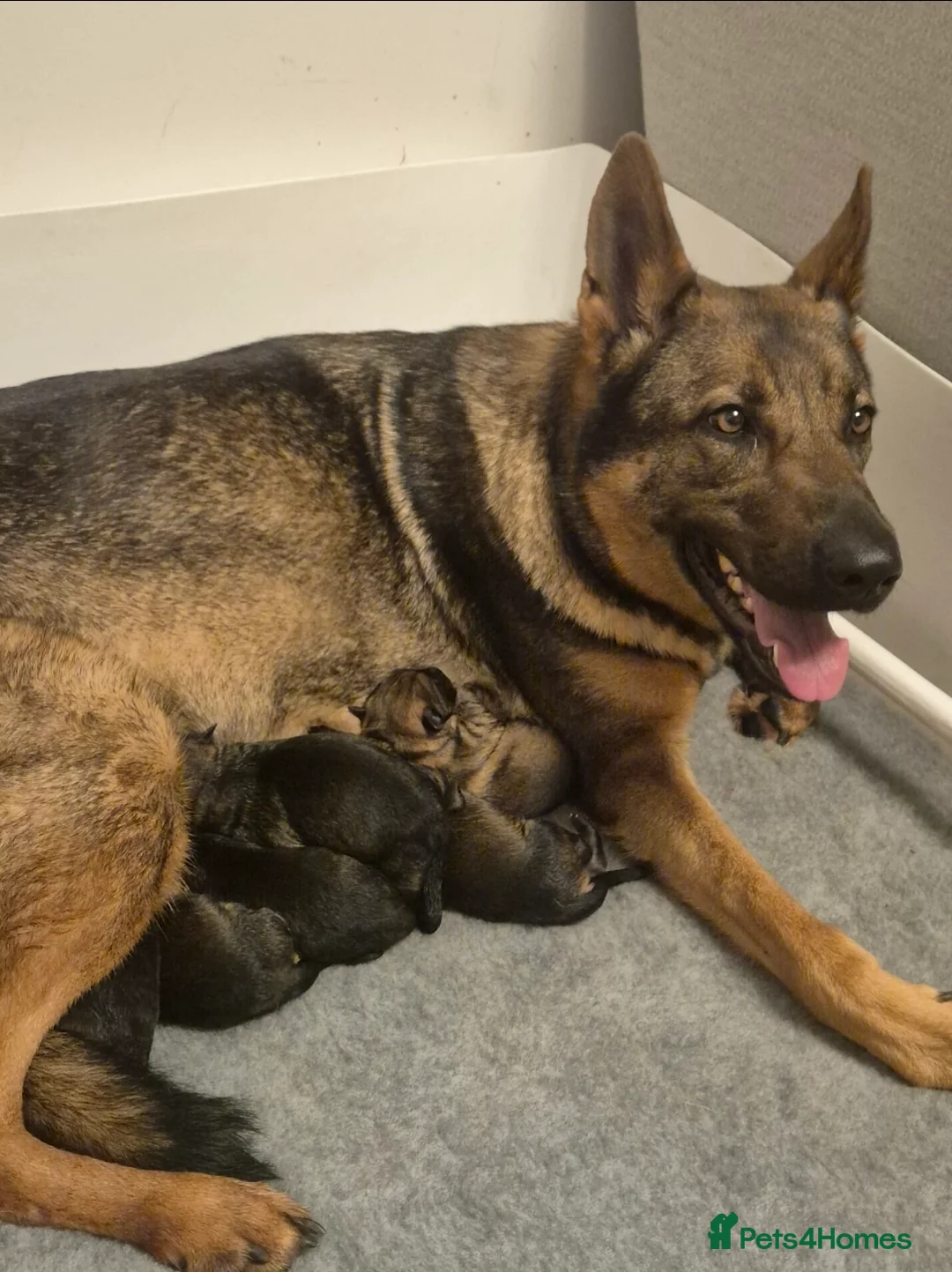 German Shepherd dogs for sale: Working line german shepherd pups  - Advert 4