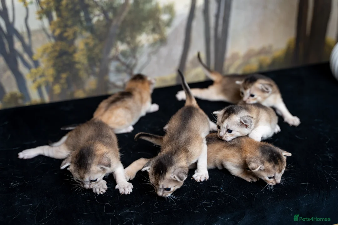Abyssinian cats for sale: Exceptional Pedigree 6 Abyssinians-Super Friendly - Advert 19