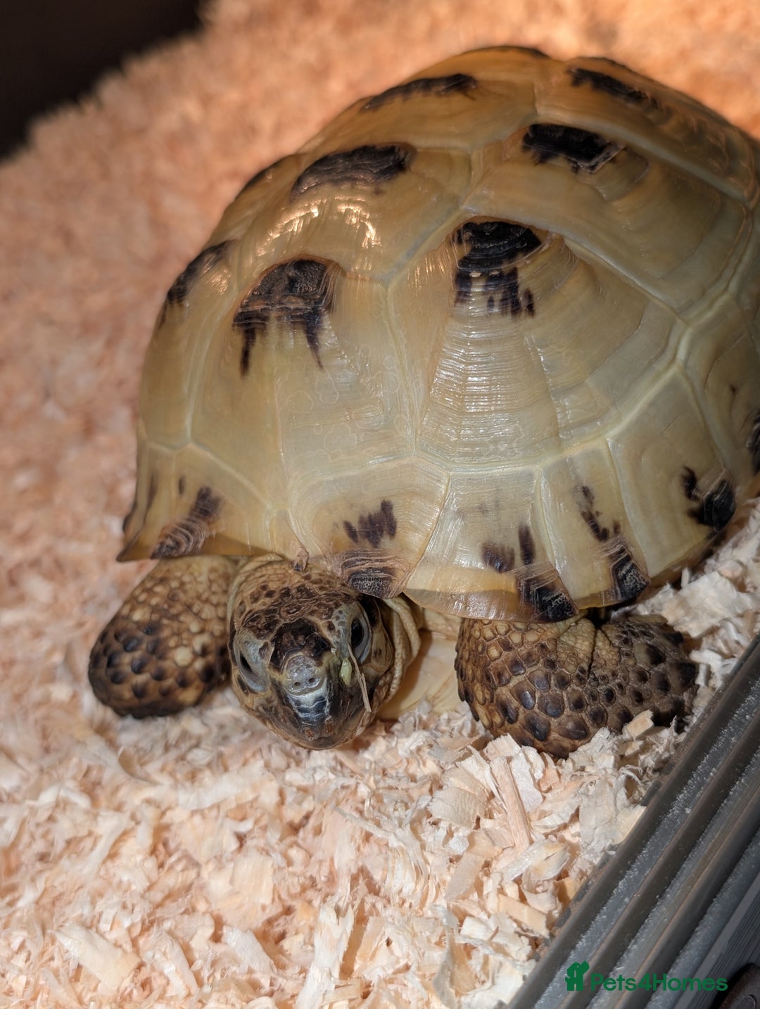 Tortoise reptiles for sale: For sale  - Image 2