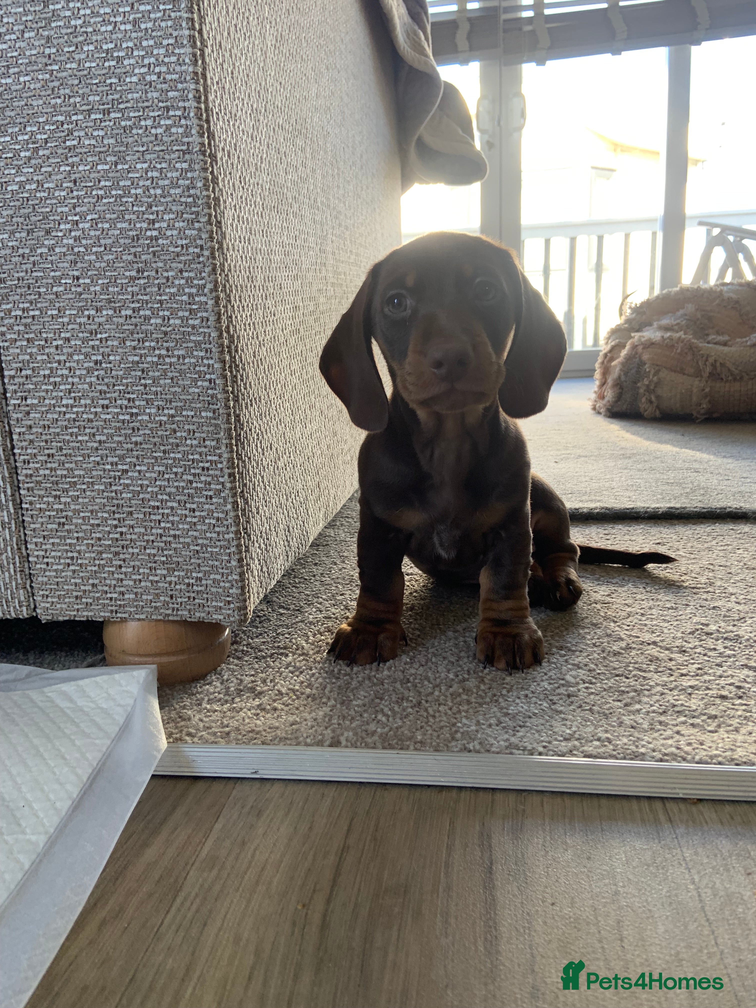 Miniature Dachshund dogs Miniature dachshund boys - Advert 6