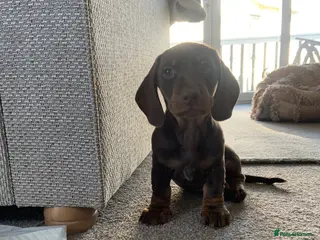 Miniature Dachshund dogs Miniature dachshund boys - Advert 1