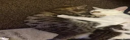 Domestic Shorthair cats for sale: Beautiful kittens 💖 - Advert 24