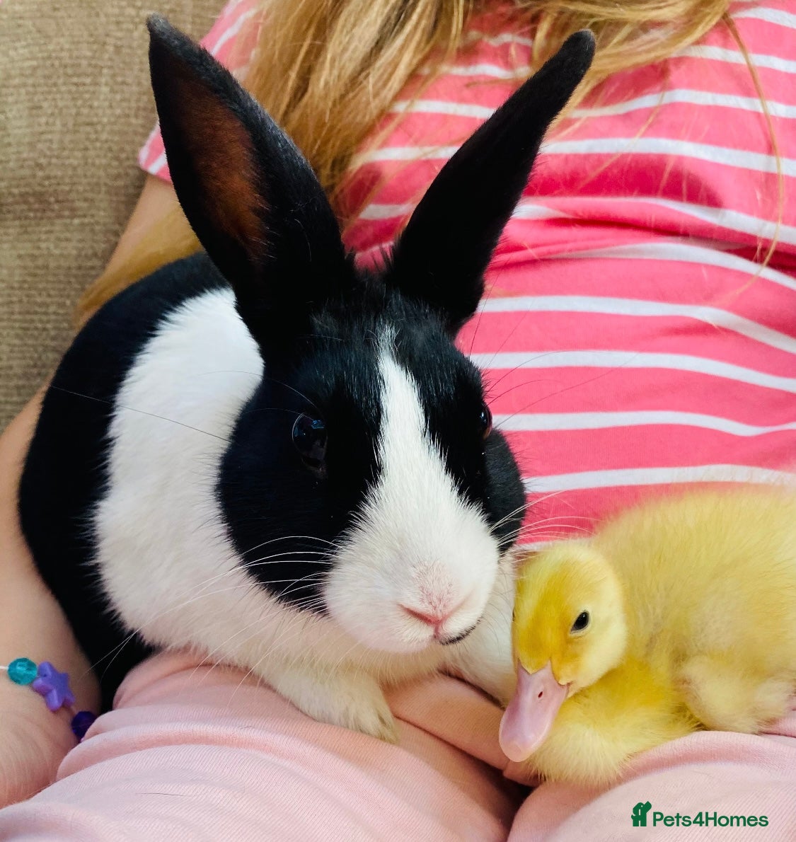 Mixed Breed rabbits Rabbit free to a good home  - Advert 1