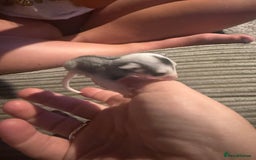 Sugar Glider rodents for sale: Pair of Male Sugar Glider Babies - Image 5