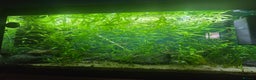 Plecos fish for sale: Golden Nugget Plec and other small fish - Advert 6