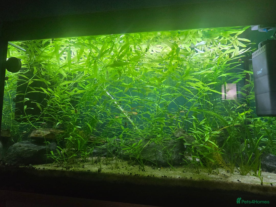 Plecos fish for sale: Golden Nugget Plec and other small fish - Advert 6