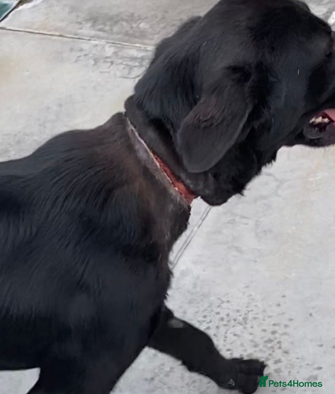 Mixed Breed dogs for adoption: Nyx, 1 yr old approx. Available for adoption. - Advert 8