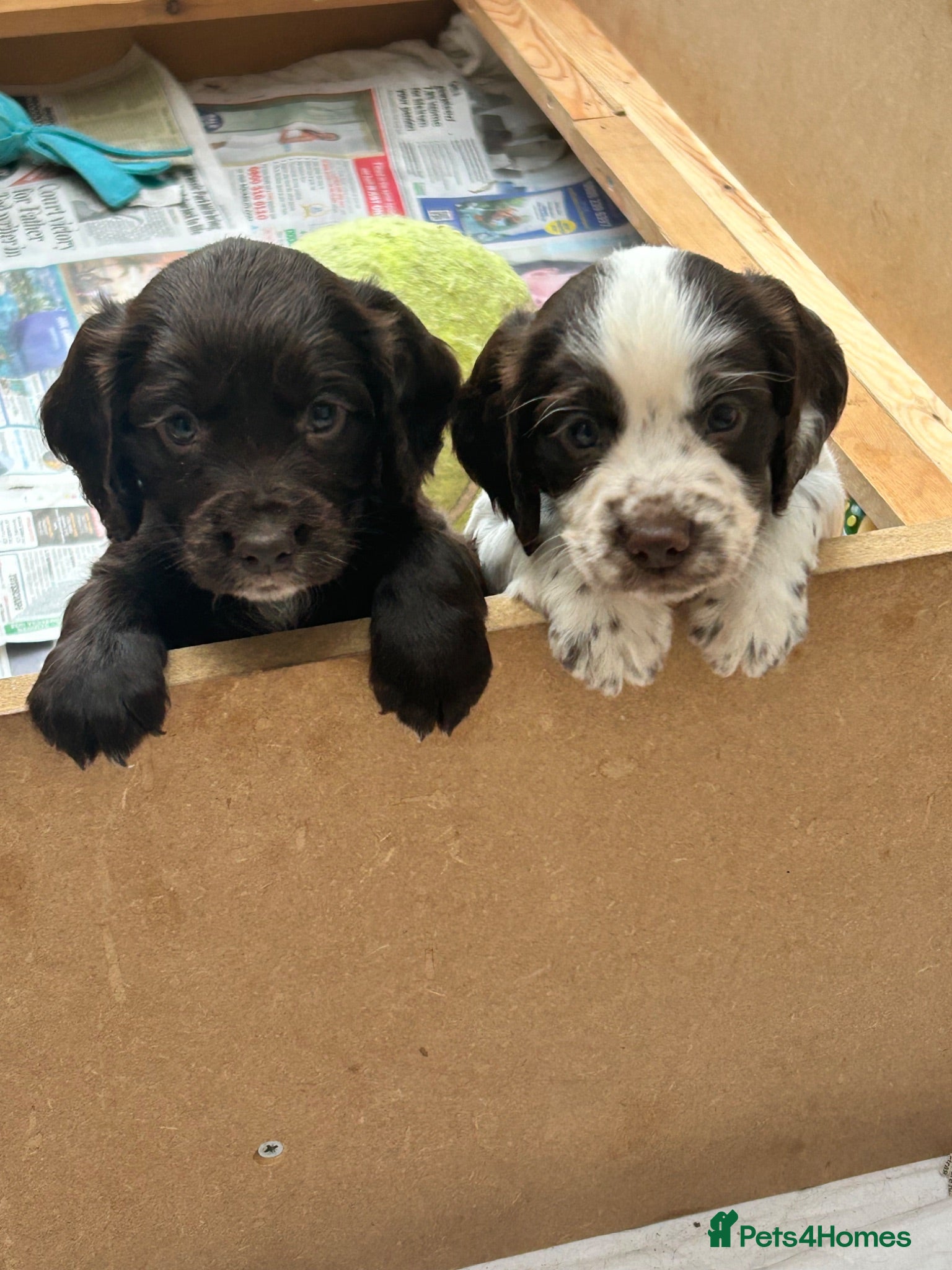 Cocker Spaniel dogs Gorgeous Kc registered working cocker spaniels  - Advert 15