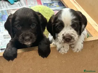 Cocker Spaniel dogs White and liver roan Kc registered male remaining - Advert 3