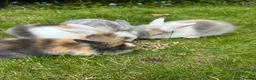 Mixed Breed rabbits for sale: New litter mixed breed - Advert 1