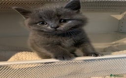British Shorthair cats for sale: British Shorthair Kittens – Sweet Round Faces 🐻💛 - Image 8