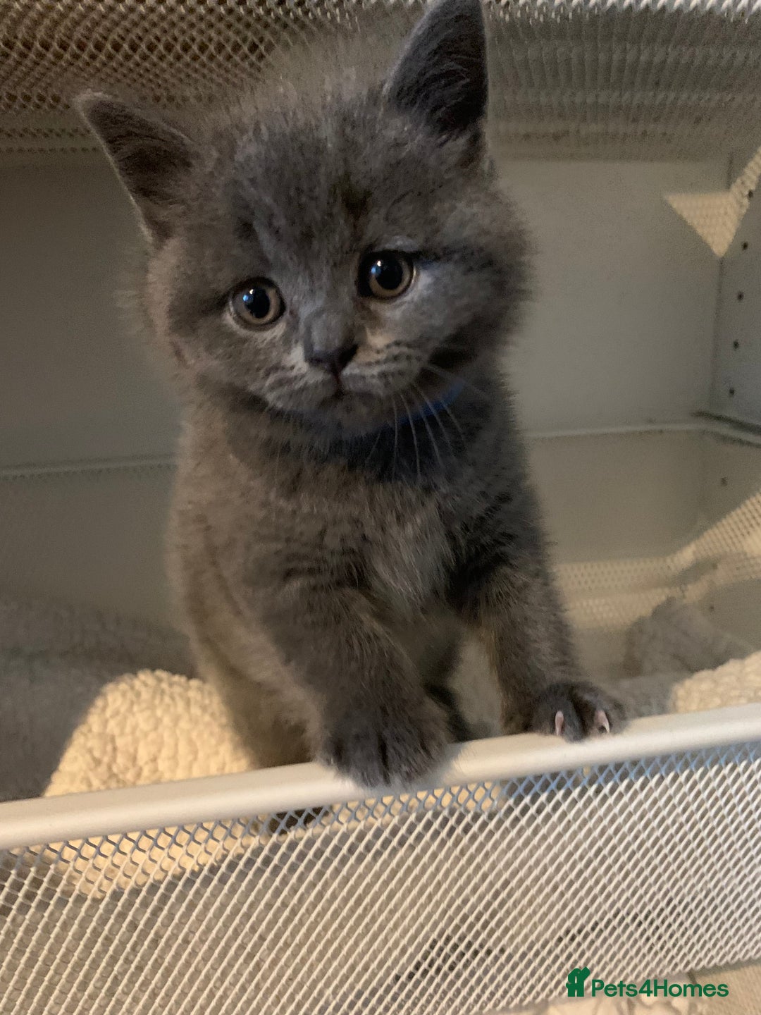 British Shorthair cats for sale: British Shorthair Kittens – Sweet Round Faces 🐻💛 - Image 8