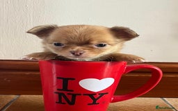 Chihuahua dogs for stud: Chico the Charmer- Russian Lines Champion Pedigree in Chester - Image 24