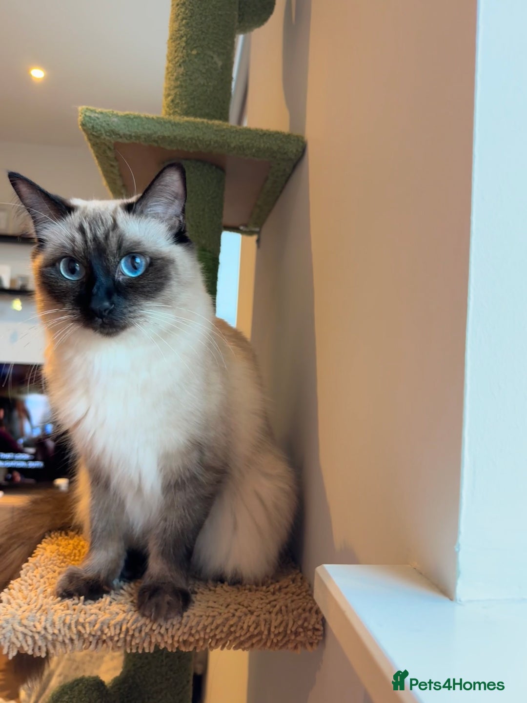 Ragdoll cats for sale: Black point Ragdoll Kittens🖤 - Advert 13