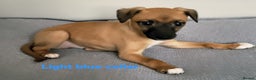 Whippet dogs for sale: These Adorable pups are needing a forever home. - Advert 7