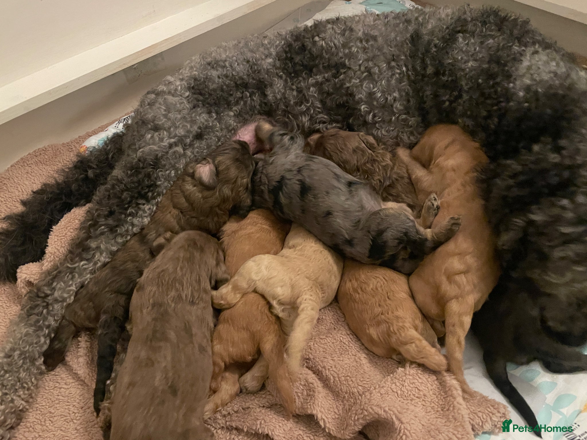 Double Doodle dogs Supreme Double Doodles - striking colours and coat - Advert 2