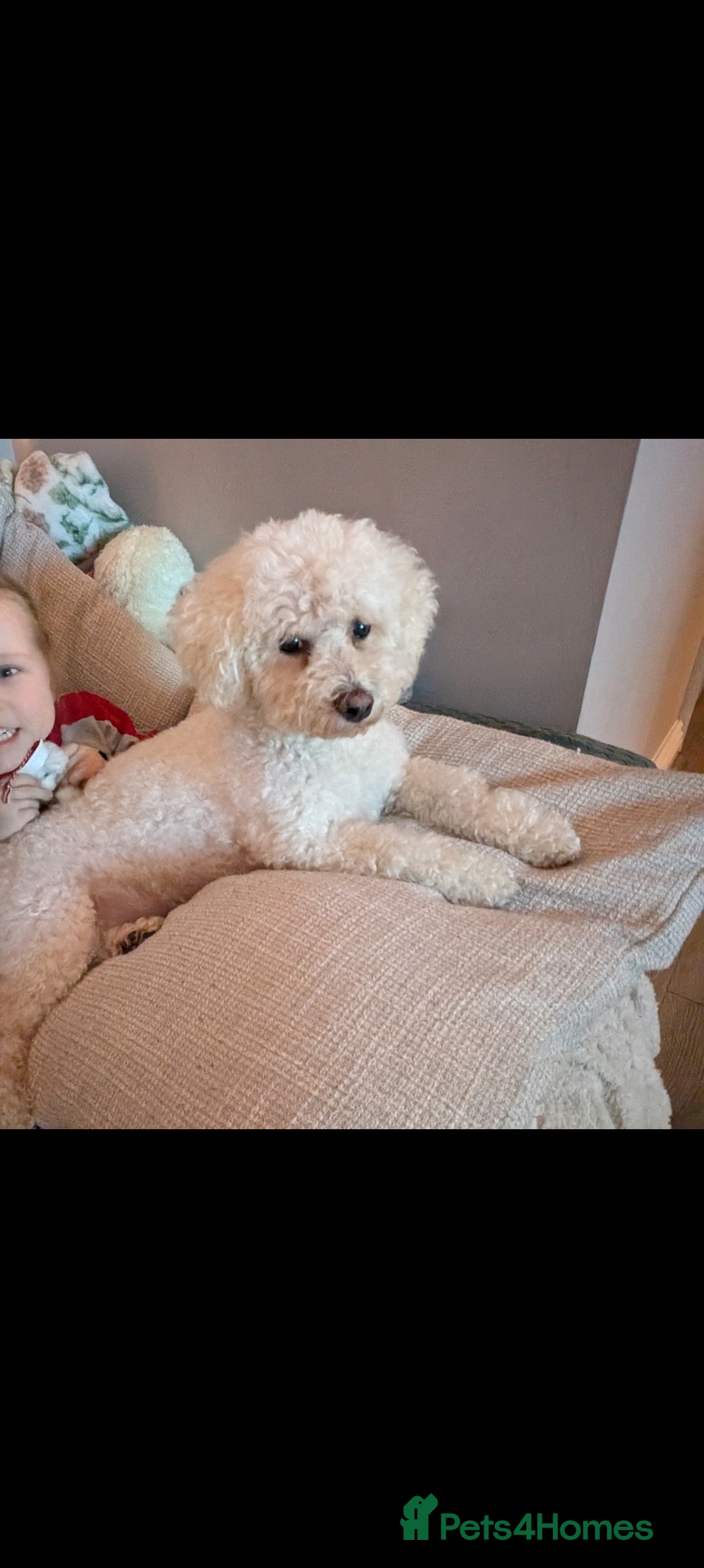 Bichon Frise dogs for sale: Sweet Suki needs her forever home  - Advert 1