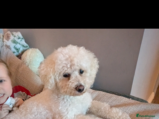 Bichon Frise dogs Sweet Suki needs her forever home - Advert 1