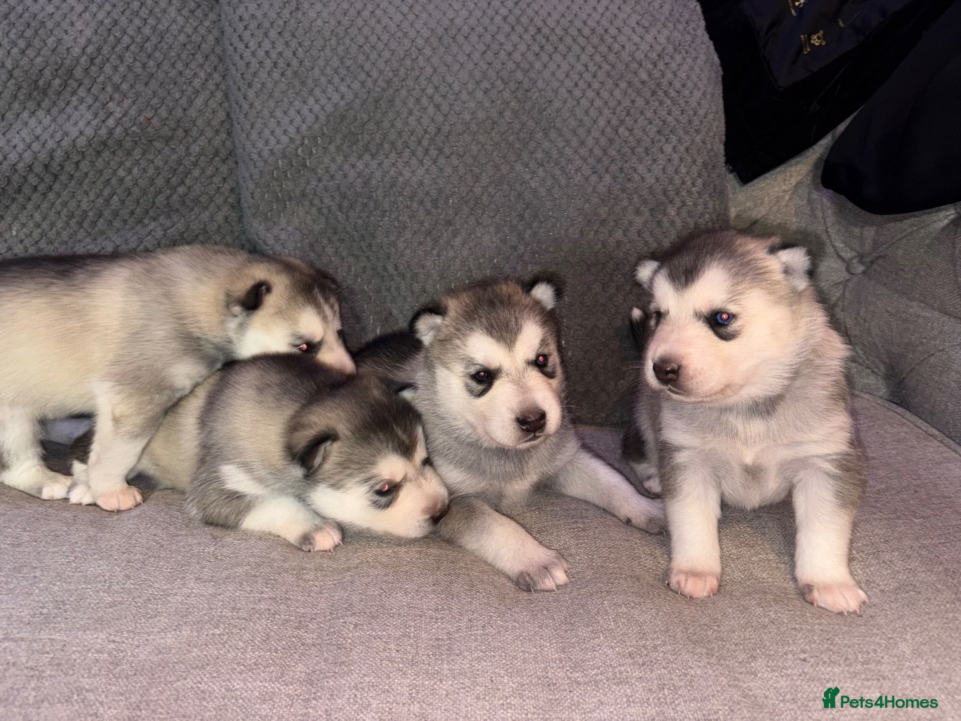 Siberian Husky dogs for sale: Sibirian huskey puppies for sale  - Advert 16