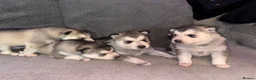 Siberian Husky dogs for sale: Sibirian huskey puppies for sale  - Advert 1
