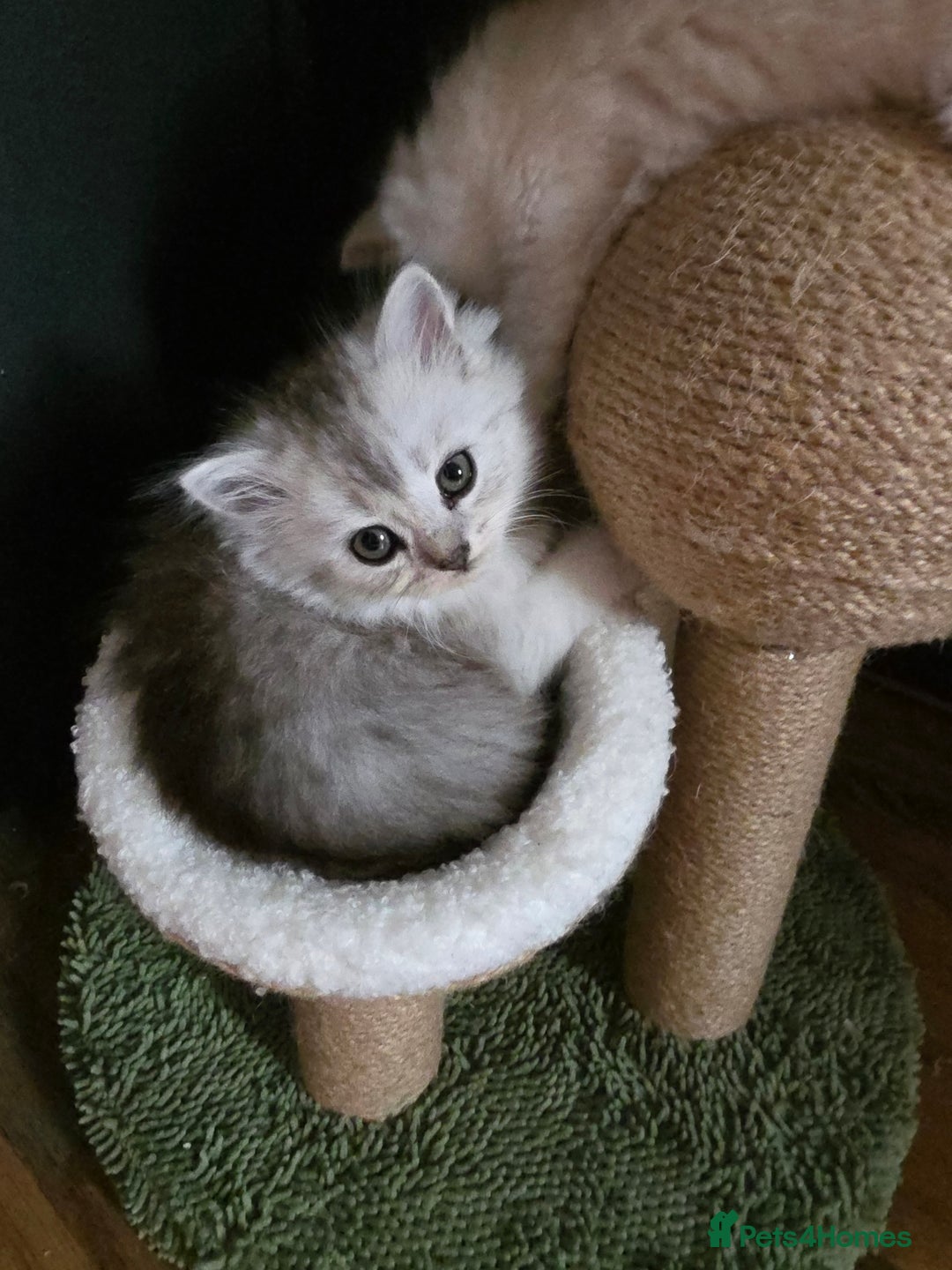 Persian cats for sale: Beautiful persian chinchilla kittens 😸 ♥️  - Image 12
