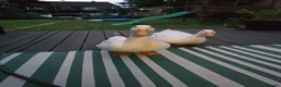 Ducks poultry for sale: 2 x male peking duck in Stevenage - Advert 3